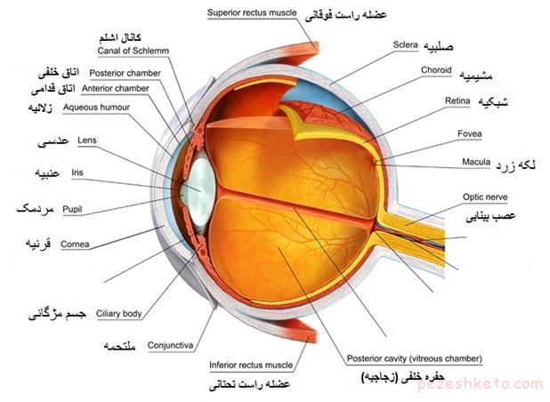 ساختار چشم انسان