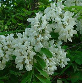 خواص گیاه اقاقیا چیست