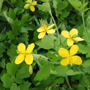 معرفی گیاه مامیران