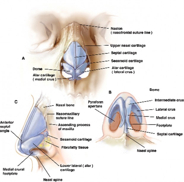 آناتومی بینی انسان