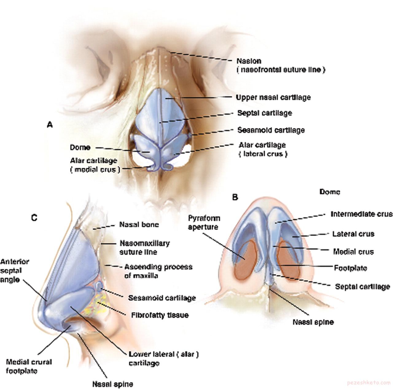 آناتومی بینی انسان