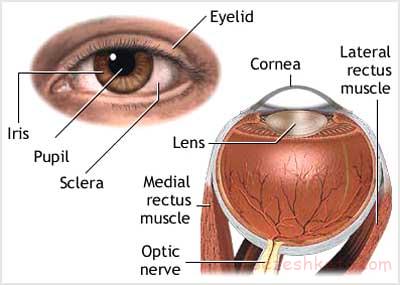 ترومای چشم چیست