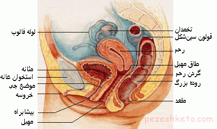 دستگاه تناسلی زنان