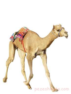 خواص شیر شتر