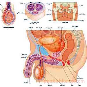 آناتومی دستگاه تناسلی مردان