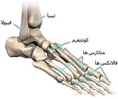 آناتومی پا چیست