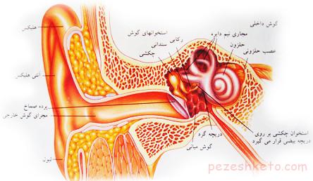 معرفی بیماریهای گوش