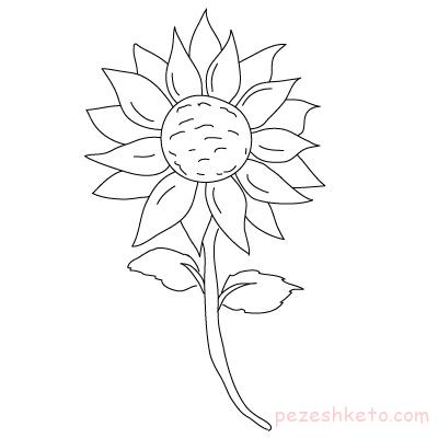 آشنایی با خواص آفتاب گردان