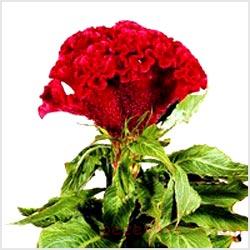 خواص گیاه تاج خروس چیست