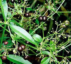 آشنای با خواص روناس