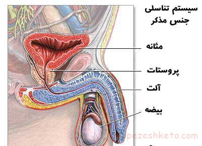 آلت تناسلی مردان