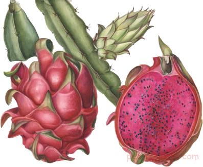 خواص میوه دراگون فروت