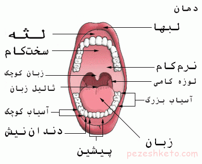 زبان