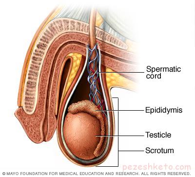 اپیدیدیمیت