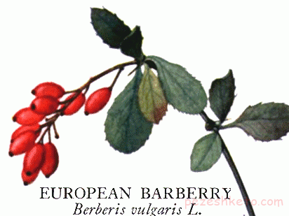 آشنایی با خواص زرشک