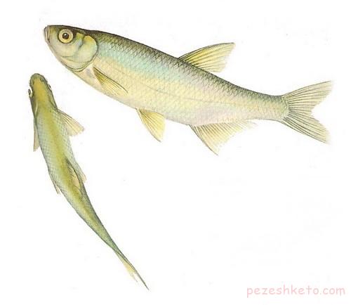 مسمومیت با ماهی