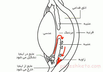اطلاعاتی درباره بیماری گلوکوم یا آب سیاه