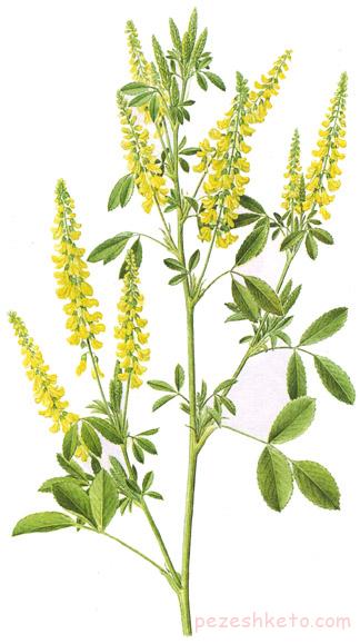 Melilotus Officinalis