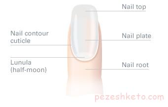 مقاله درباره ساختمان ناخن
