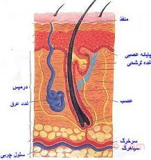 عفونت غدد عرق چیست