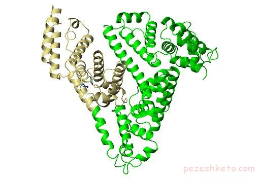 آلبومین چیست