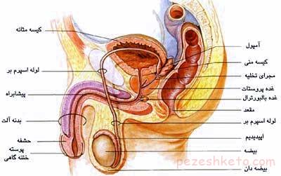 اختلال در نعوظ