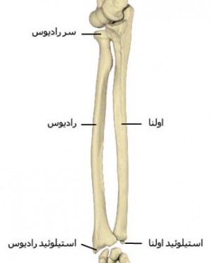 استخوان رادیوس