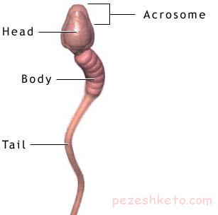 نبود اسپرم در مردان