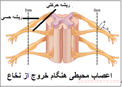 علل آسیب اعصاب محیطی
