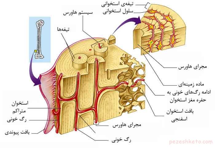 بافت استخوانی