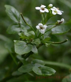 خواص گیاه بولاغ اوتی