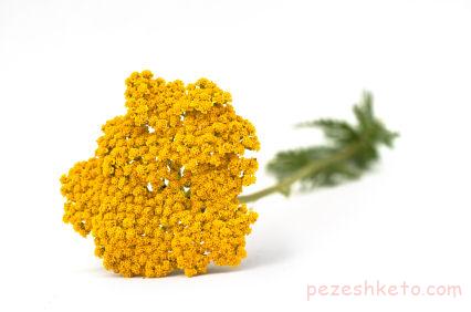 خواص گیاه بومادران