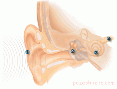 بيماری خود ایمنی گوش داخلی