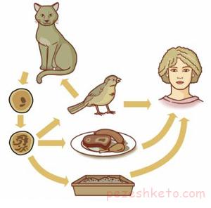 بیماریهایی که از گربه می گیریم