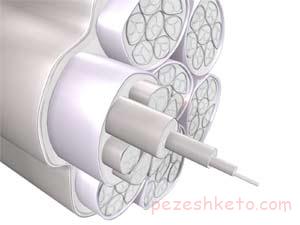 تاندون چیست