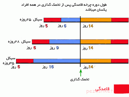 تخمک گذاری در زنان