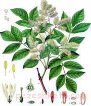 خواص ترنجبین چیست