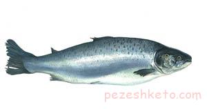 تغذیه مناسب برای مو