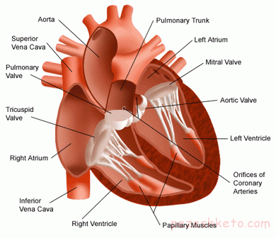 اطلاعاتی درباره تپش قلب