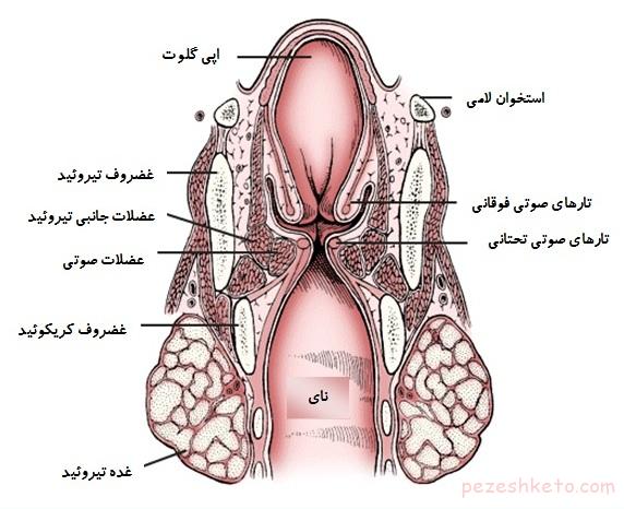 ساختمان حنجره