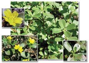 خواص خرفه چیست