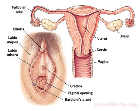 خشکی واژن چیست