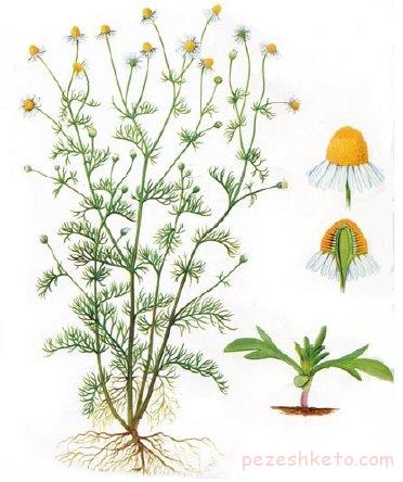 خواص بابونه چیست