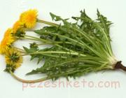 خواص گیاه قاصدک