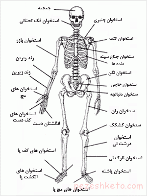 مقاله درباره دستگاه اسکلتی بدن