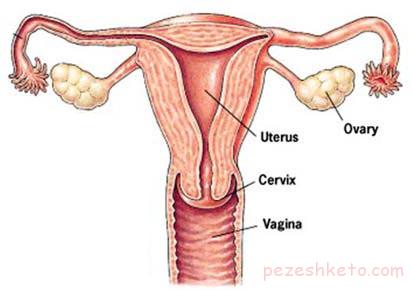 آشنایی با دستگاه تولید مثل خانمها