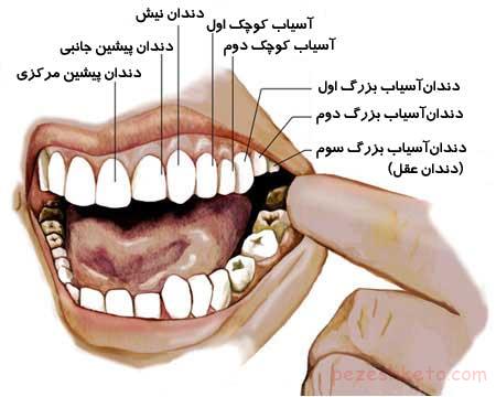 رابطه سلامت دندانها و سلامت بدن