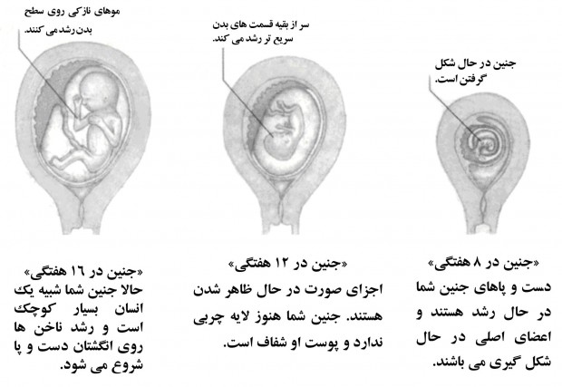 مراحل رشد جنین به اختصار