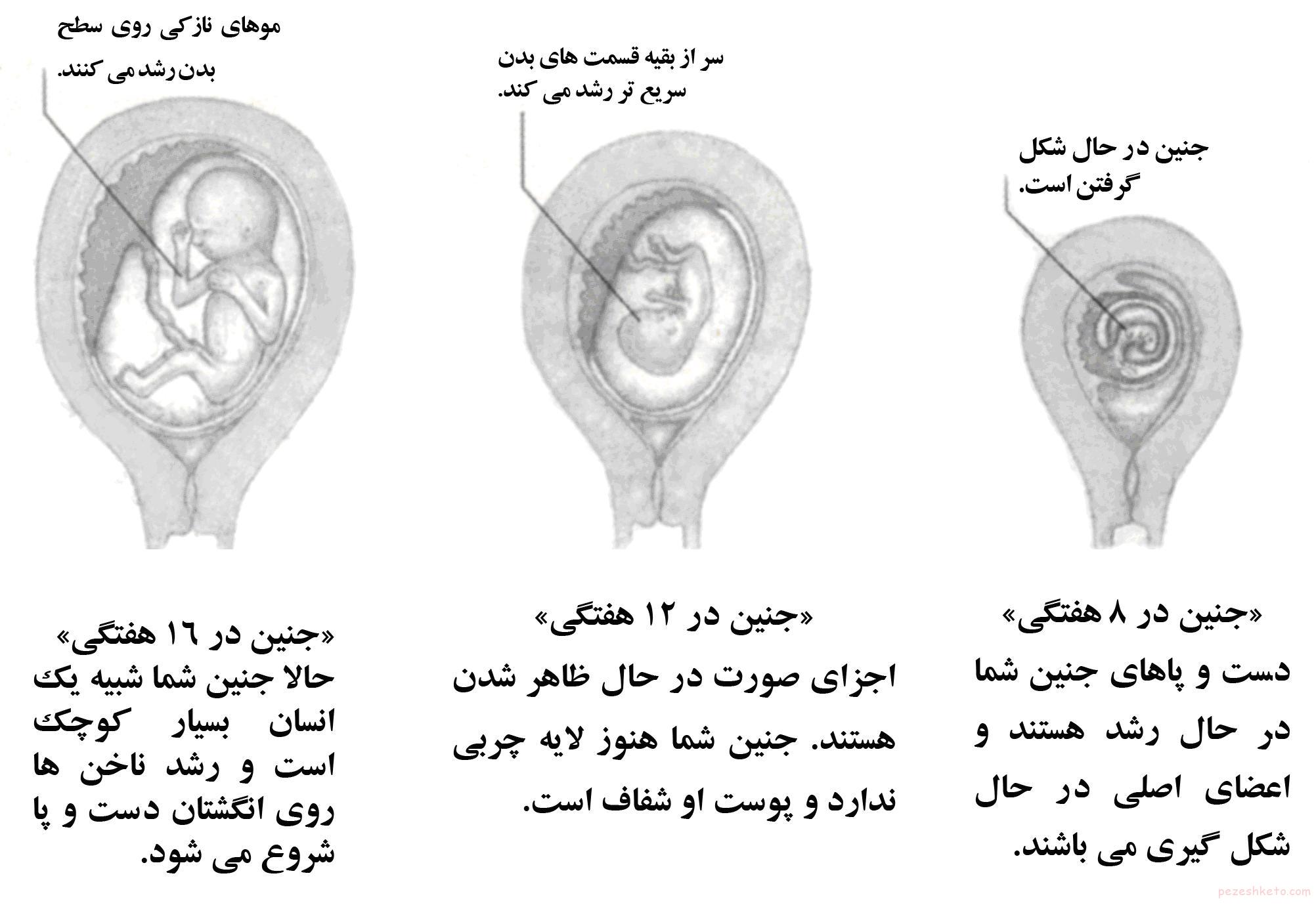 مراحل رشد جنین به اختصار