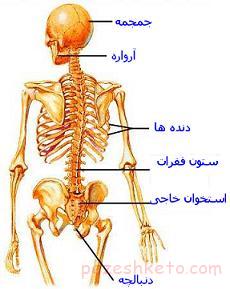 رشد و نمو استخوان